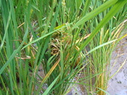 DSCN1203
