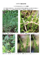 スギナの排出作用_1