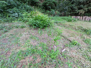 PXL_20260729_085039970