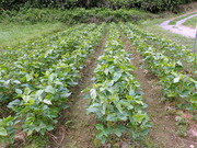 P8010004