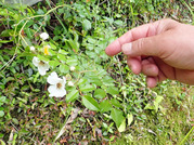 テリハノイバラ