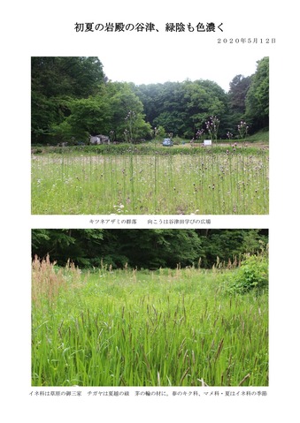 立夏のあとの岩殿谷津の景