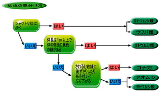 アオムシの見分け方（コナガ）