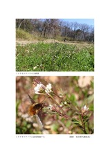 谷津田に咲く春を告げる野の花02
