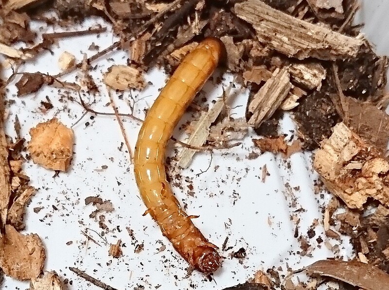 マルクビクシコメツキの幼虫 2月5日 岩殿満喫クラブ 岩殿 Day By Day マルクビクシコメツキの幼虫 2月5日 岩殿満喫クラブ 岩殿 Day By Day