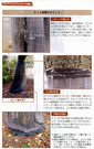 クビアカツヤカミキリを防ぐ（現代農業21年5月号）_3