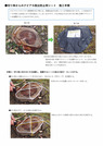 クビアカガードネット施工手順要領書_13