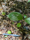 PXL_20260805_040710375