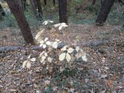 PXL_20251117_232433530