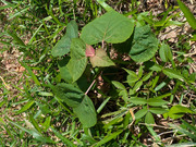 PXL_20260515_041318078