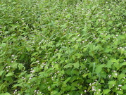 PA030026
