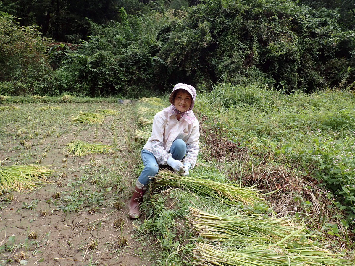 児沢田んぼの稲刈り 稲架掛け ９月２７日 岩殿満喫クラブ 岩殿 Day By Day