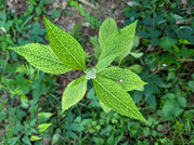PXL_20260721_215900334