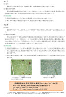 愛媛県における広葉樹の苗の植栽指標_3