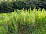 PXL_20260729_082127912