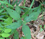 PXL_20260616_055036768
