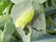 P6020043