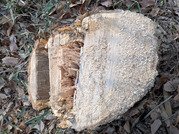 PXL_20260118_051055471