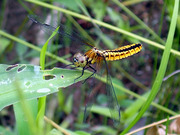 ハラビロトンボ