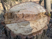 PXL_20260111_020302715