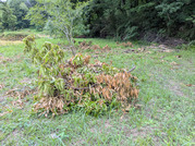 PXL_20260609_062216775