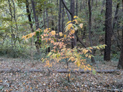 PXL_20251117_232423244