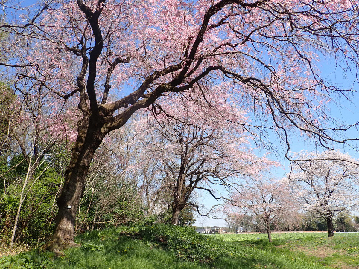 日本のサクラの種 品種マニュアル 日本花の会 検索結果 | 桜図鑑｜公益