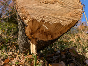 PXL_20251208_032611591