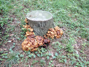 P9290022