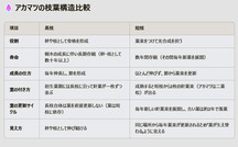 アカマツの枝葉構造の比較