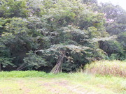 DSCN0920