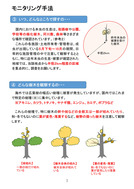 ツヤハダゴマダラカミキリのモニタリング_3