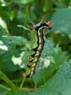 PXL_20260805_045333084