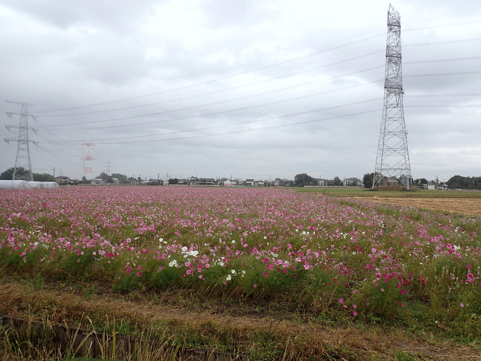 吉見町のコスモス畑 １０月２７日 岩殿満喫クラブ 岩殿 Day By Day