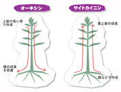 オーキシン・サイトカニン