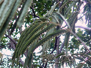 P6110014
