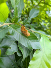 PXL_20260616_081742071