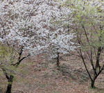 PXL_20260405_033007858