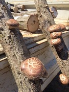 シイタケ駒打ち 324_190325_0017