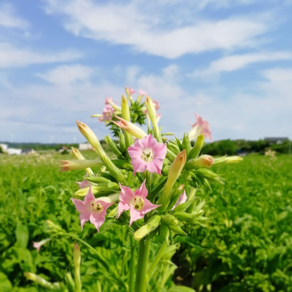 富来のタバコ畑に咲く花がキレイ 富来の風景 能登の風景 富来のタバコ畑に咲く花がキレイ 富来の風景 能登の風景