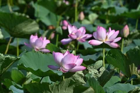 DSC_1043_R