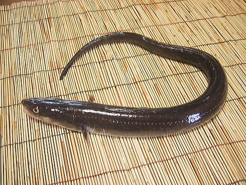 anago