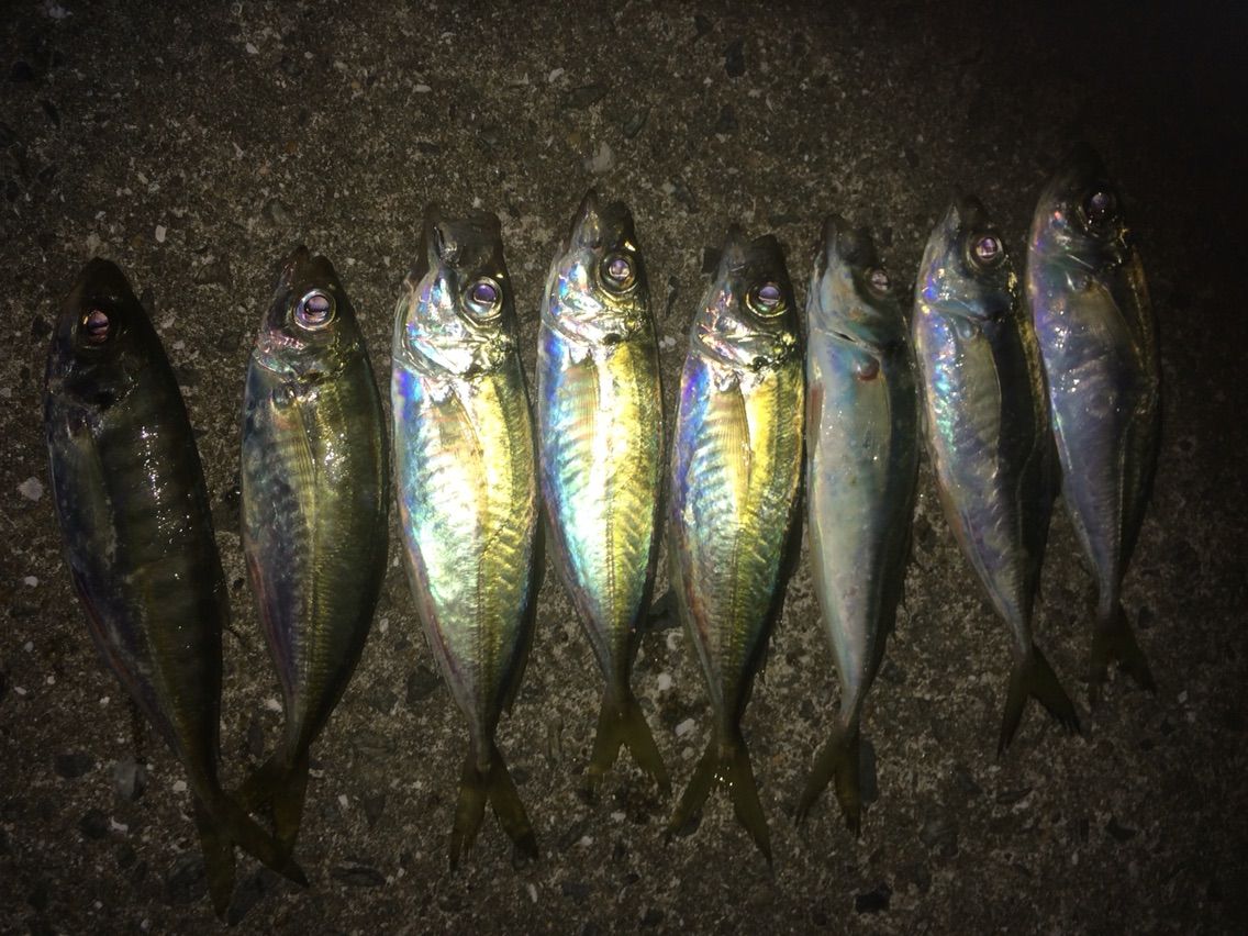 唐津出張のついでに、久々にアジング！！ ２０cm強のアジをゲットであります♪〜ヽ(°ヮ°*)ノ〜♪ : ぽけっとの小物GOMOKU日誌 〜博多湾〜