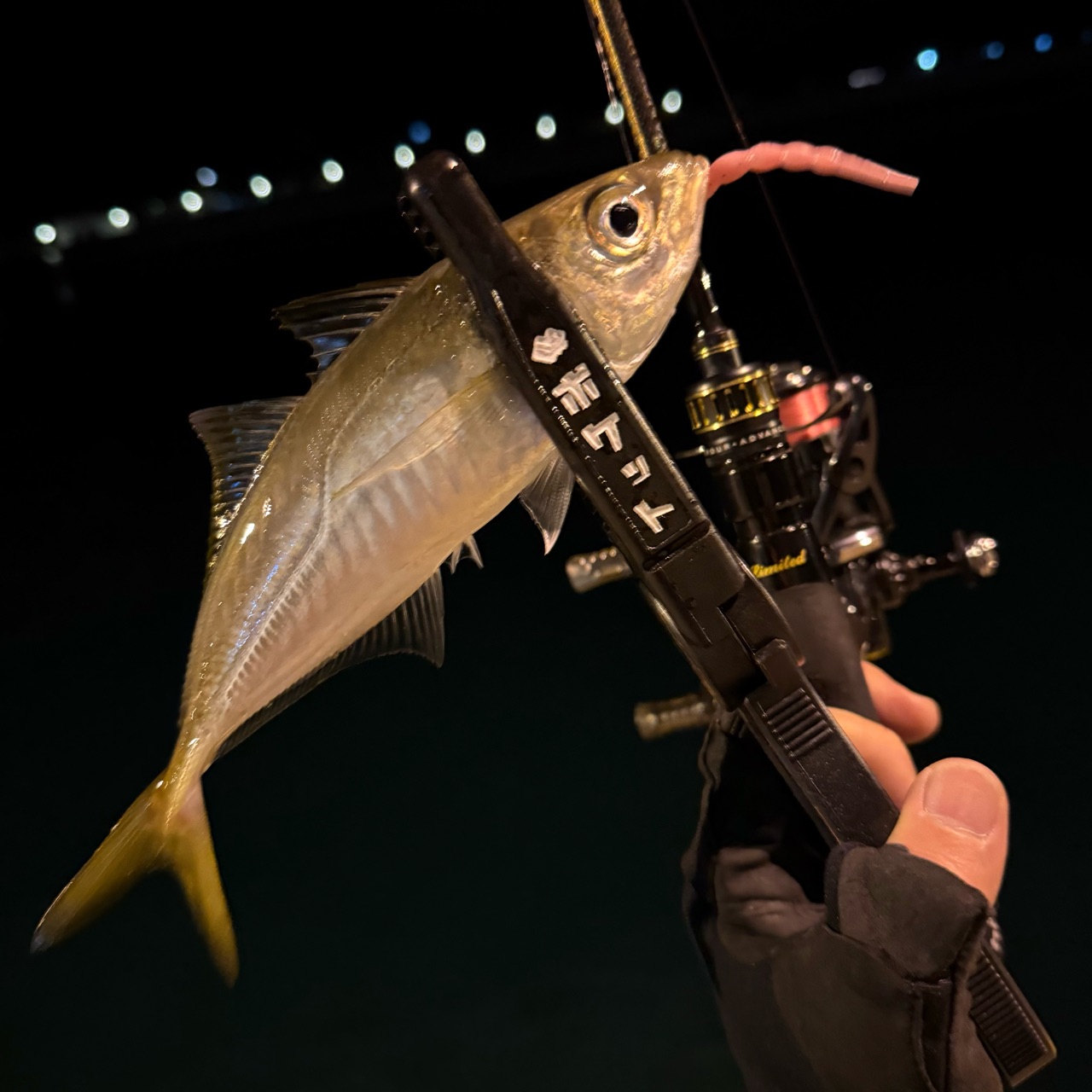 アジングカップ全国大会とその後の呼子(*´Д｀) : ぽけっとの小物GOMOKU日誌 〜博多湾〜