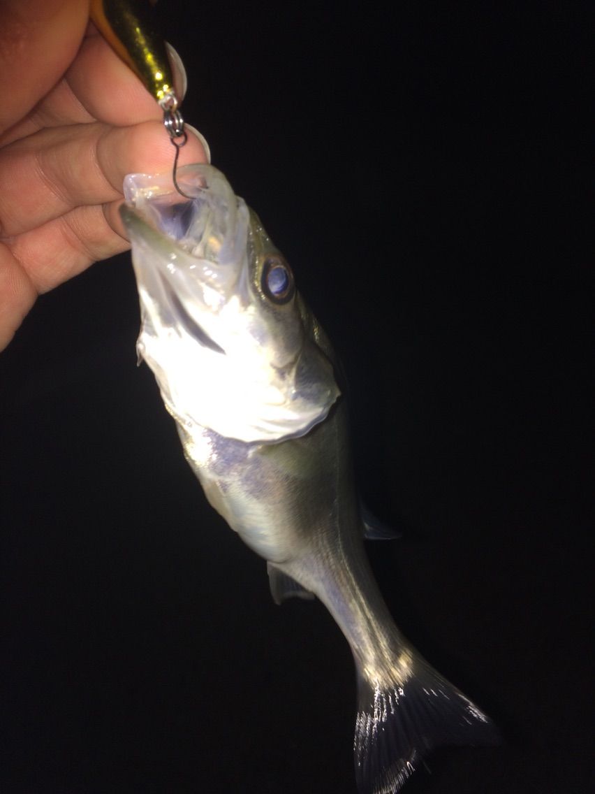 爆風の中 東浜でラパラcd１を投げてみるw ぽけっとの小物gomoku日誌 博多湾