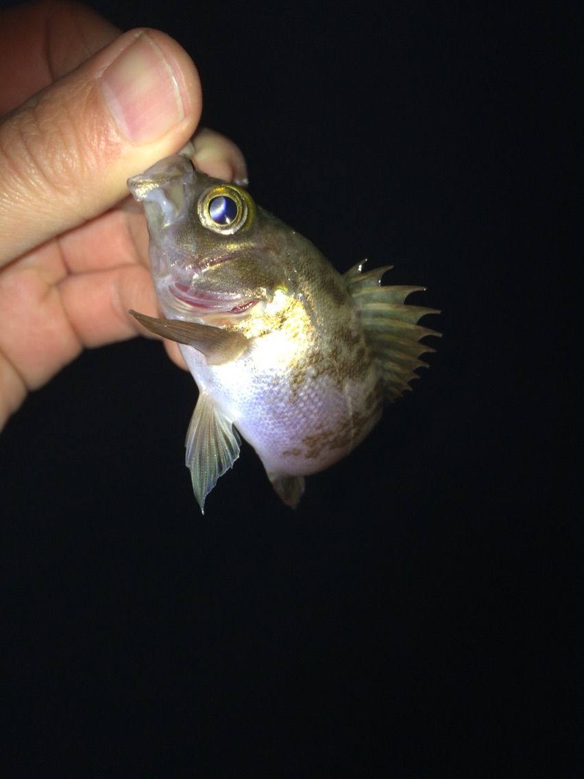 姪浜のフェリー乗り場でチビメバルに癒される ー ぽけっとの小物gomoku日誌 博多湾