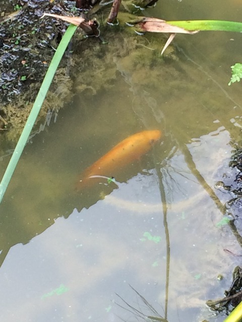 黄色い魚
