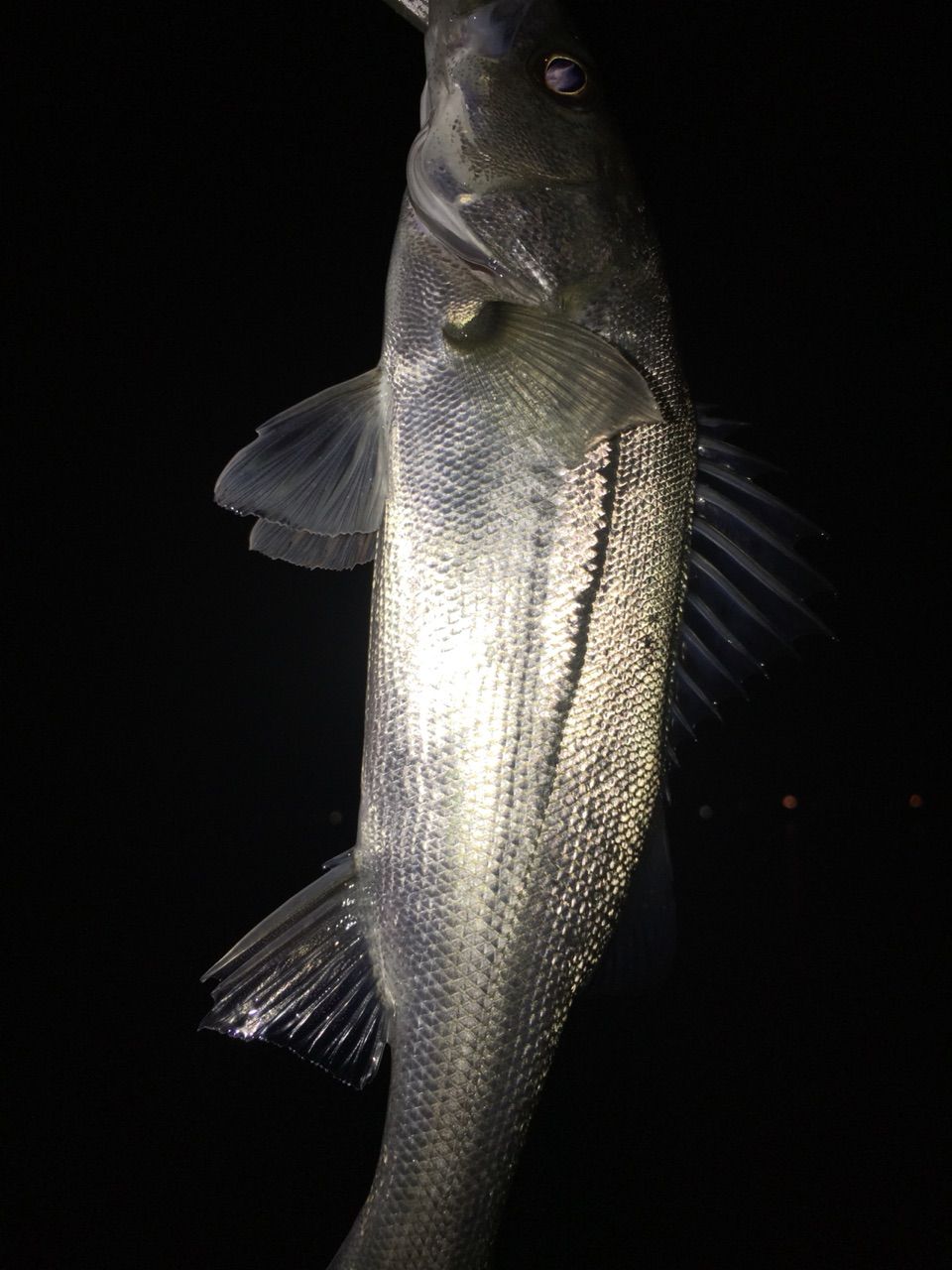 久々の積雪s D 激渋メバルはボトムで攻略だ ヽ ヮ ノ ぽけっとの小物gomoku日誌 博多湾