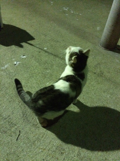志賀島 猫