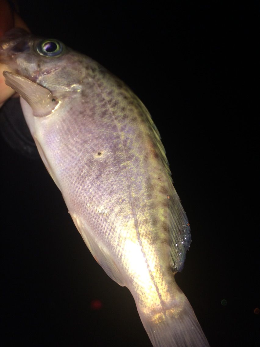 久しぶりに箱崎埠頭でメバリング 雨でも釣りますともw ぽけっとの小物gomoku日誌 博多湾
